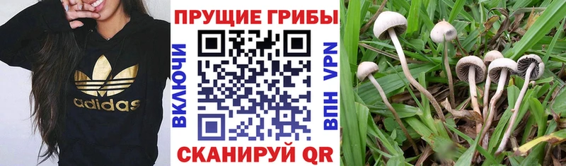Псилоцибиновые грибы Psilocybine cubensis  наркота  OMG вход  Брюховецкая 